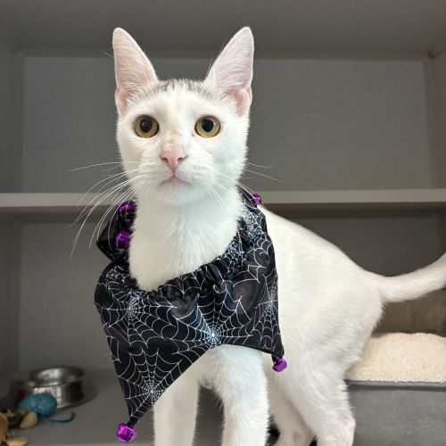 Pet Image