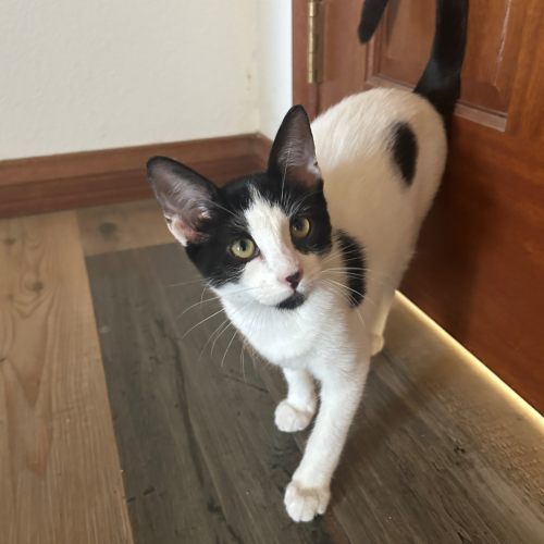 Pet Image