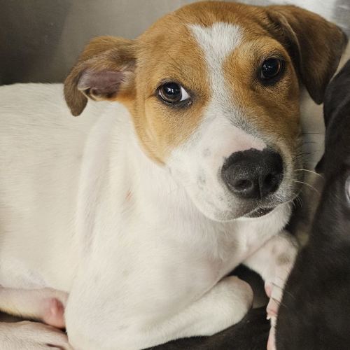 Pet Image