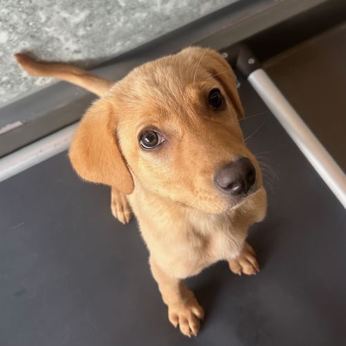 Pet Image