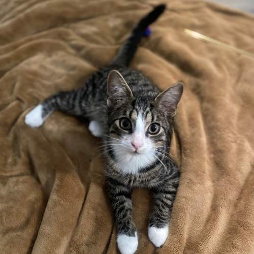Pet Image