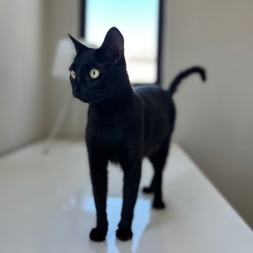 Pet Image