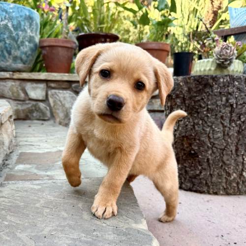 Pet Image