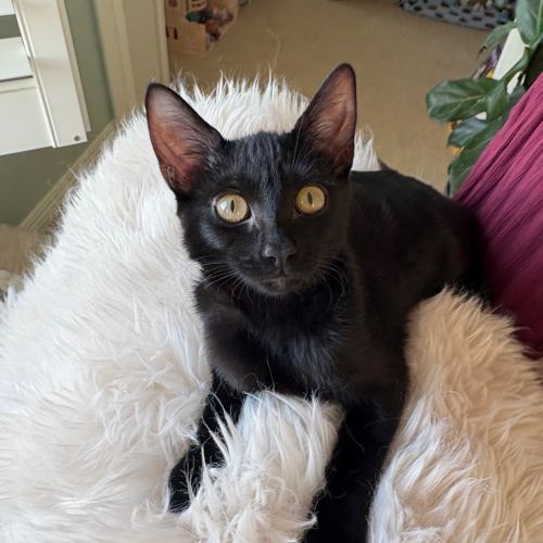 Pet Image