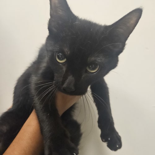 Pet Image