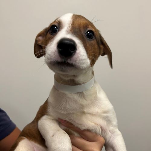 Pet Image