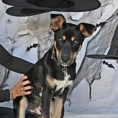 Pet Image