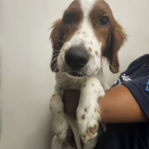 Pet Image