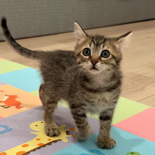 Pet Image