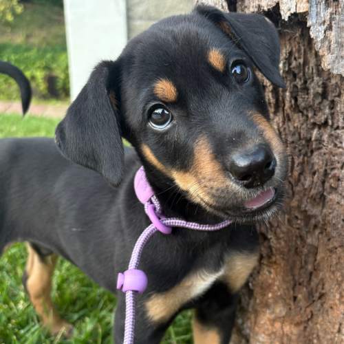 Pet Image