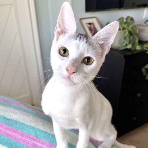 Pet Image