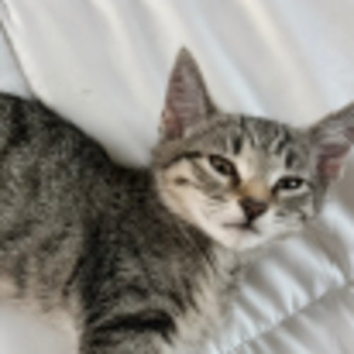 Pet Image