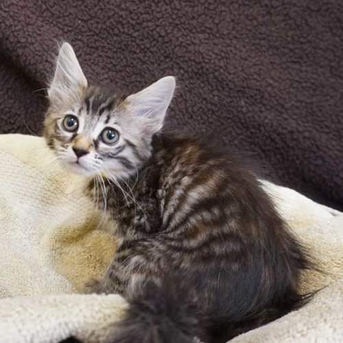 Cat & Kittens for Adoption in San Diego | Helen Woodward Animal Center