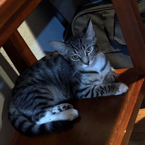 Pet Image