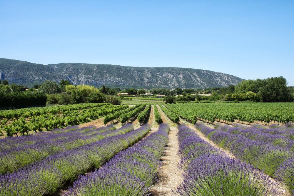 Photographs of Mas d’Oppede villa in Provence - Image 3 of 36