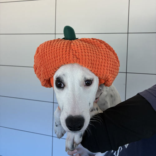 Pet Image