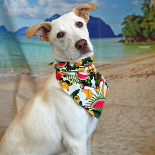 Pet Image