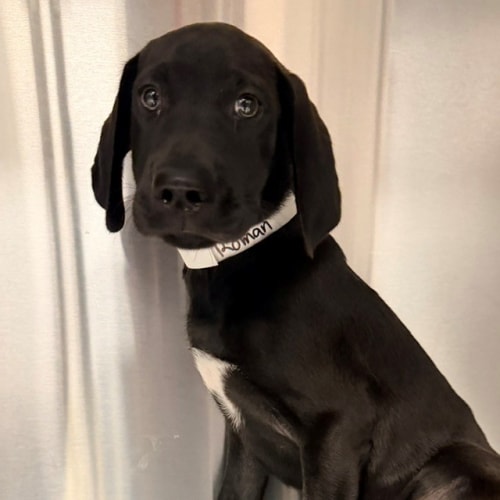 Pet Image
