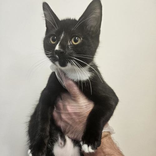 Pet Image
