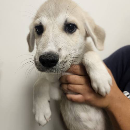 Pet Image