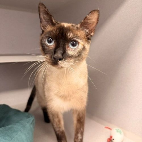 Pet Image
