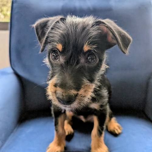 Pet Image