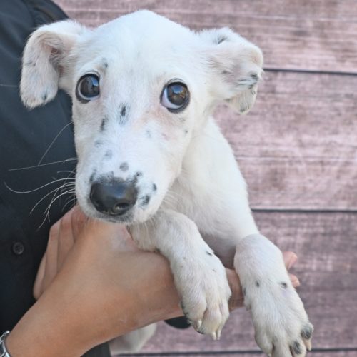 Pet Image