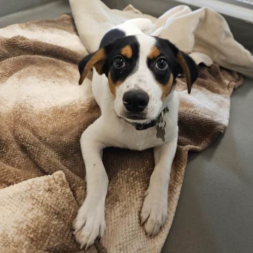 Pet Image