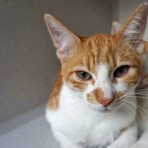 Cat & Kittens for Adoption in San Diego | Helen Woodward Animal Center