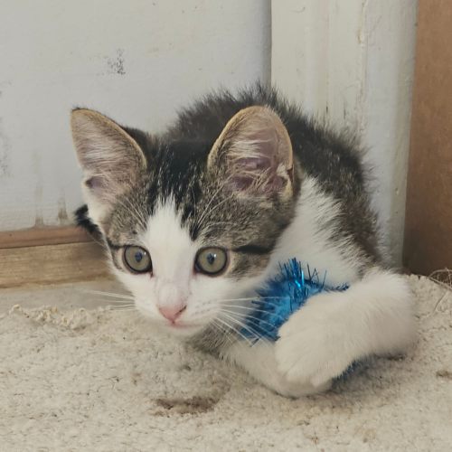 Pet Image