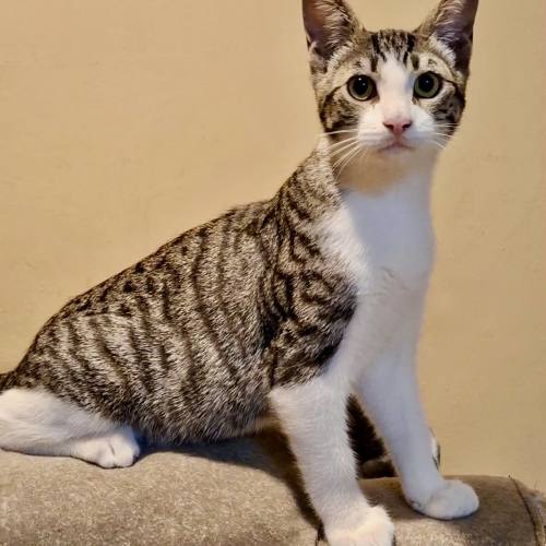Pet Image