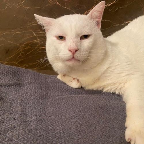 Pet Image