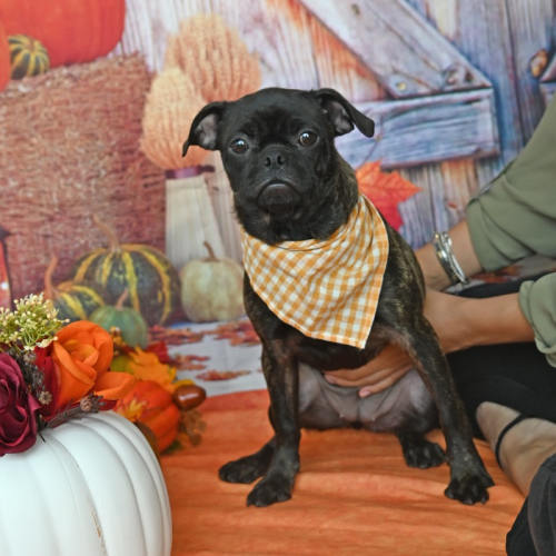 Pet Image