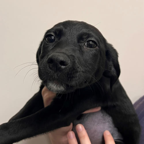 Pet Image
