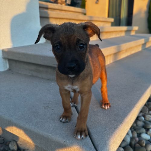 Pet Image