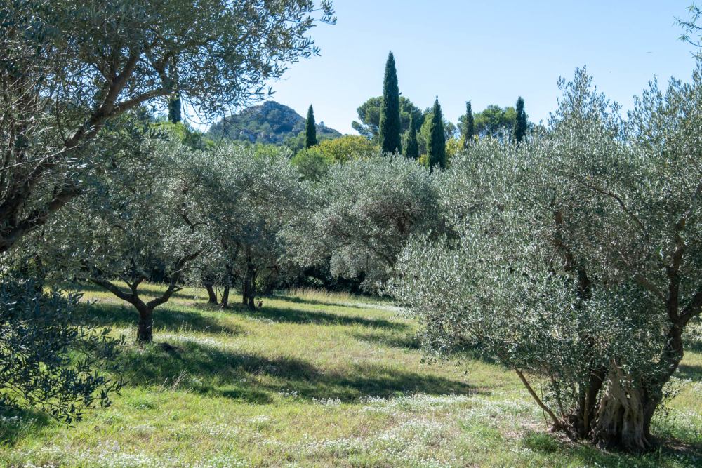 Photographs of Mas du Lac villa in Provence - Image 56 of 56