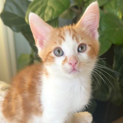Pet Image