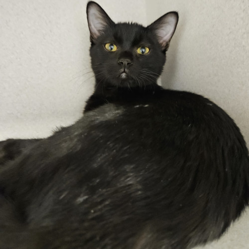 Pet Image