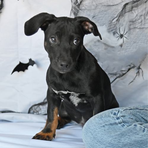 Pet Image