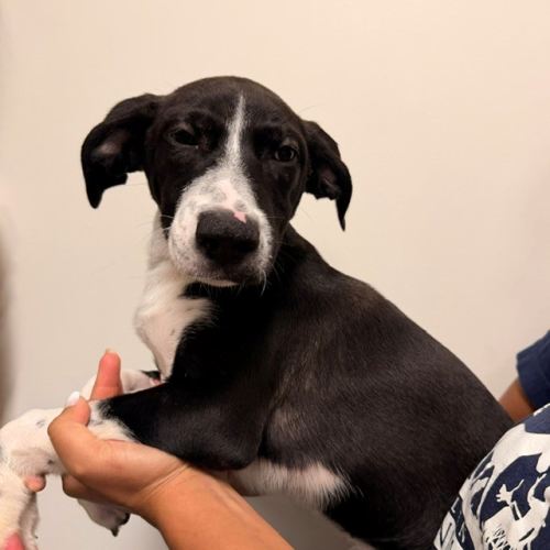 Pet Image