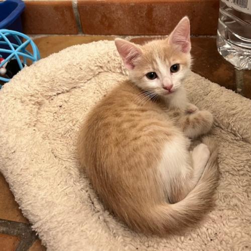 Pet Image
