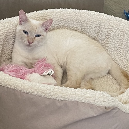 Pet Image