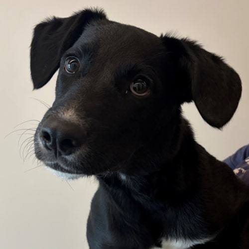 Pet Image
