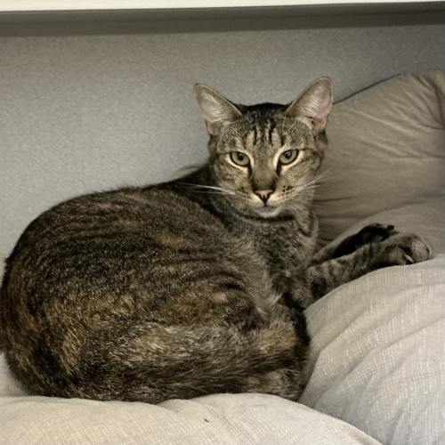 Pet Image
