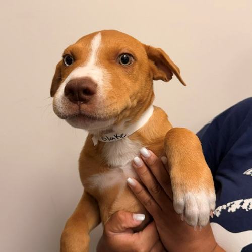 Pet Image