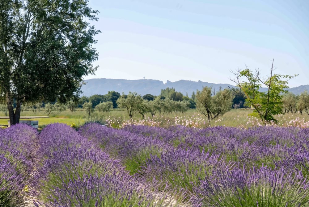 Photographs of Mas des Sources villa in Provence - Image 41 of 41