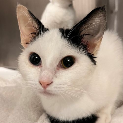 Pet Image