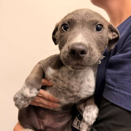 Pet Image