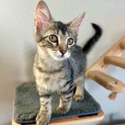 Pet Image