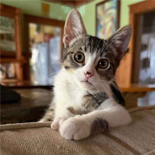 Pet Image